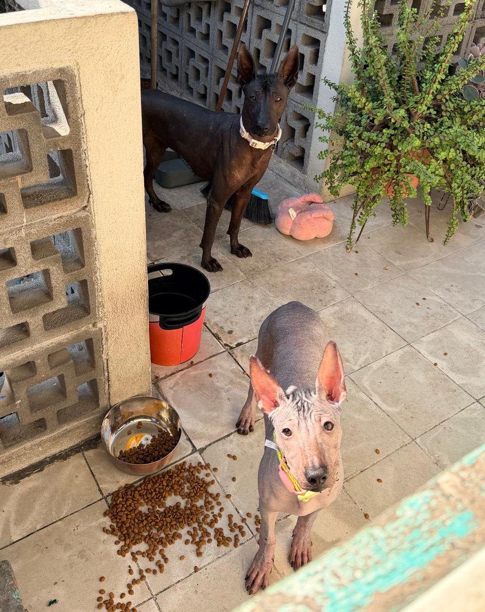 Xoloitzcuintle Yoalli Ramirez mostrando la casa a la xoloitzcuintle Xochimani Ramirez.