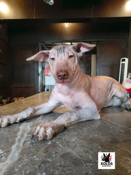 Xoloitzcuintle adulto recostado, una presencia viva de la raza mexicana