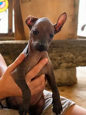 Xilonen Ramírez, cachorra xoloitzcuintle miniatura, fotografiada durante la jornada de vacunación Puppy DP del 27 de agosto de 2026