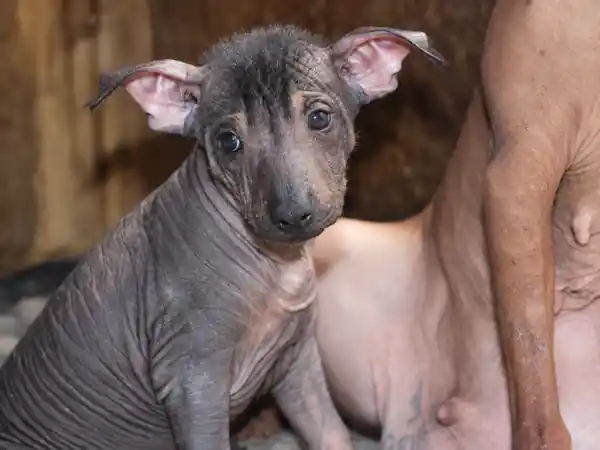 Cachorro Xoloitzcuintle sin pelo junto a un ejemplar adulto en el entorno de crianza de Xolos Ramírez