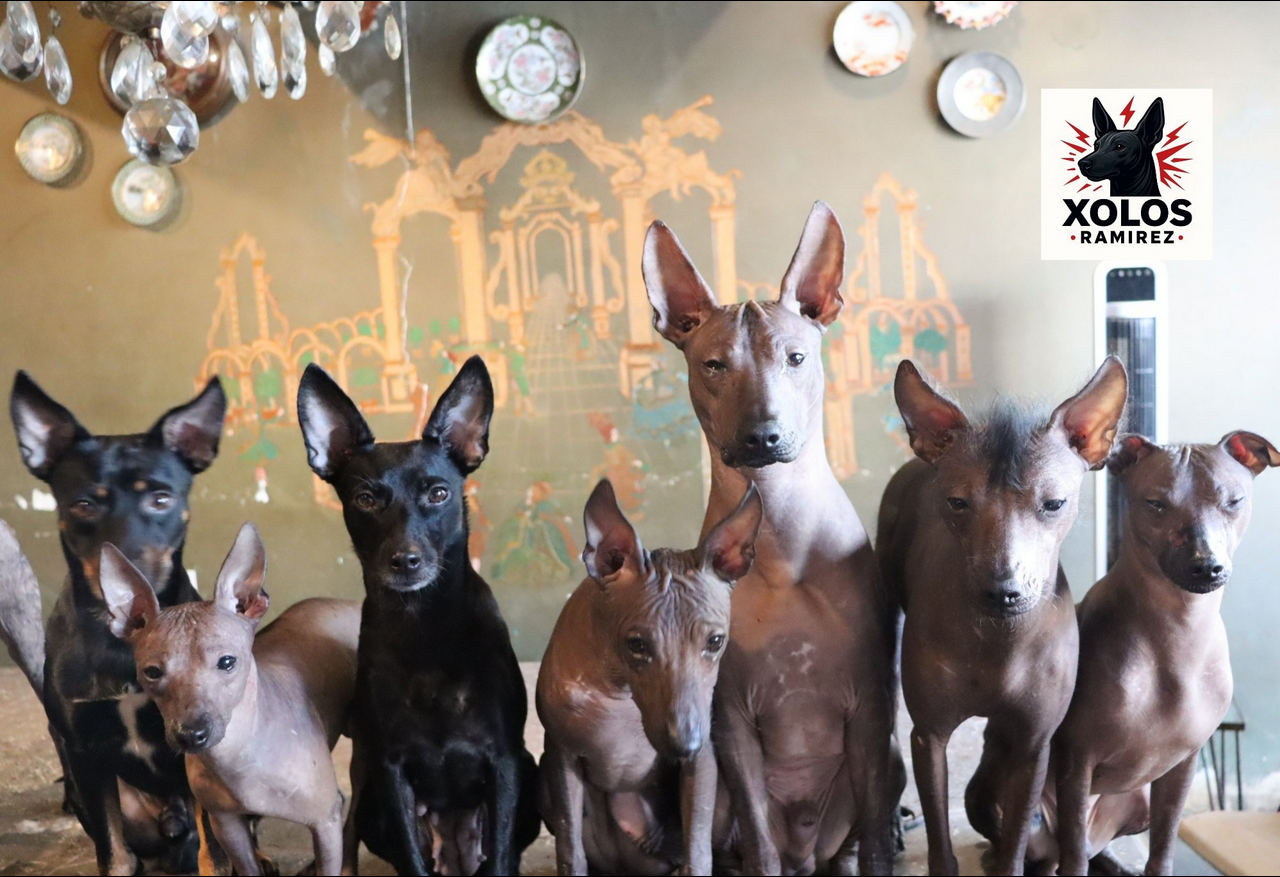 Xolos Ramirez Xoloitzcuintle gallery