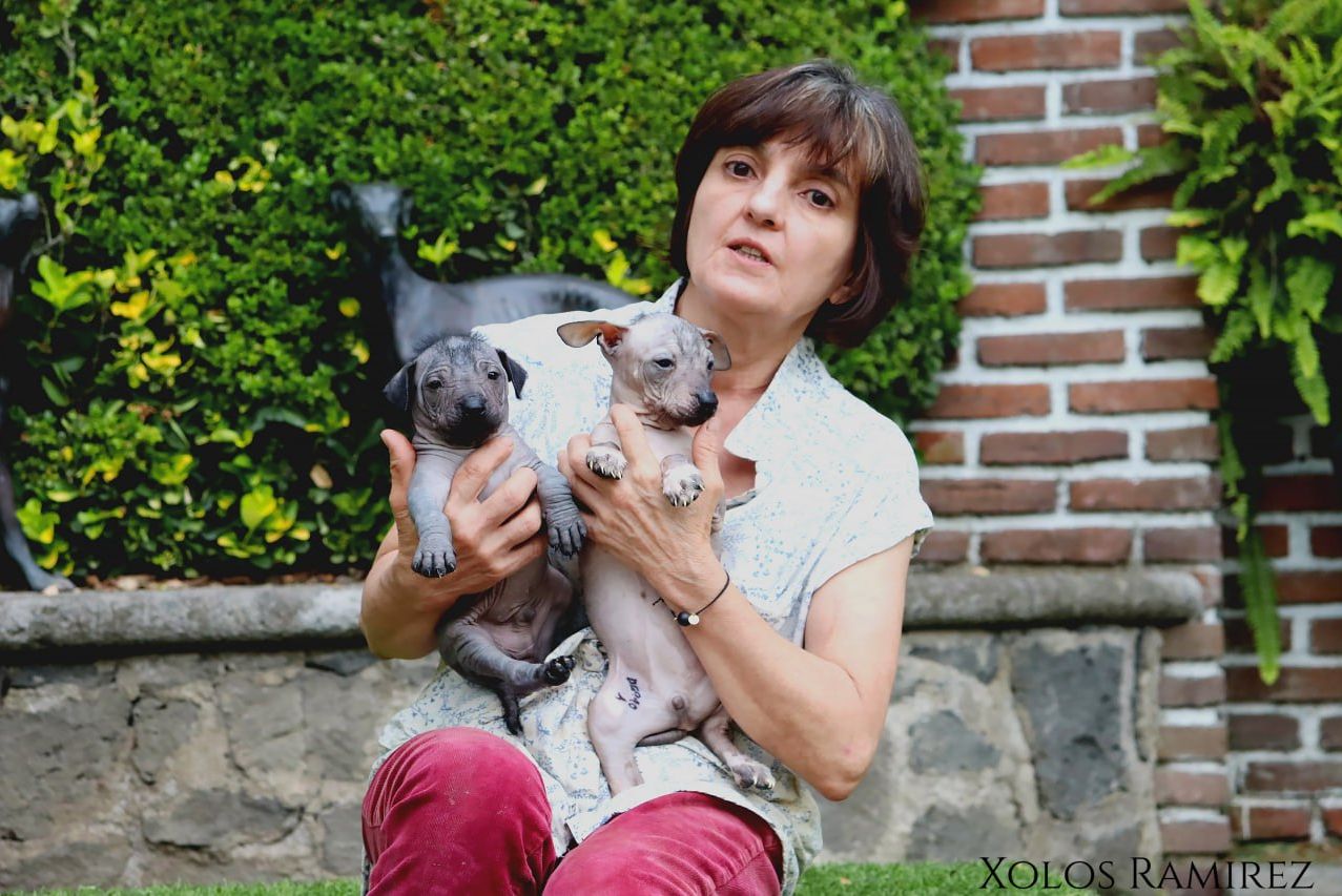 Xoloitzcuintle con textura de piel detallada