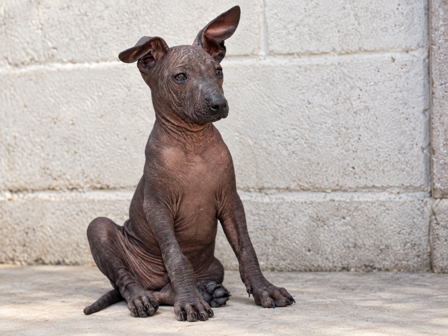 Xilonen Ramírez, cachorra xoloitzcuintle miniatura sin pelo