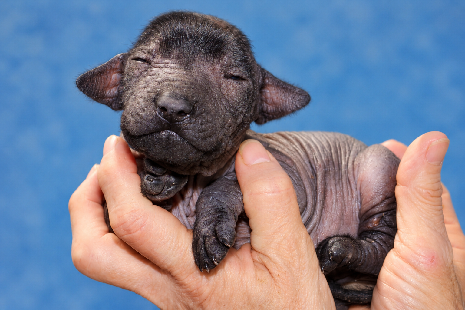 Xilonen Ramírez, cachorra xoloitzcuintle miniatura sin pelo