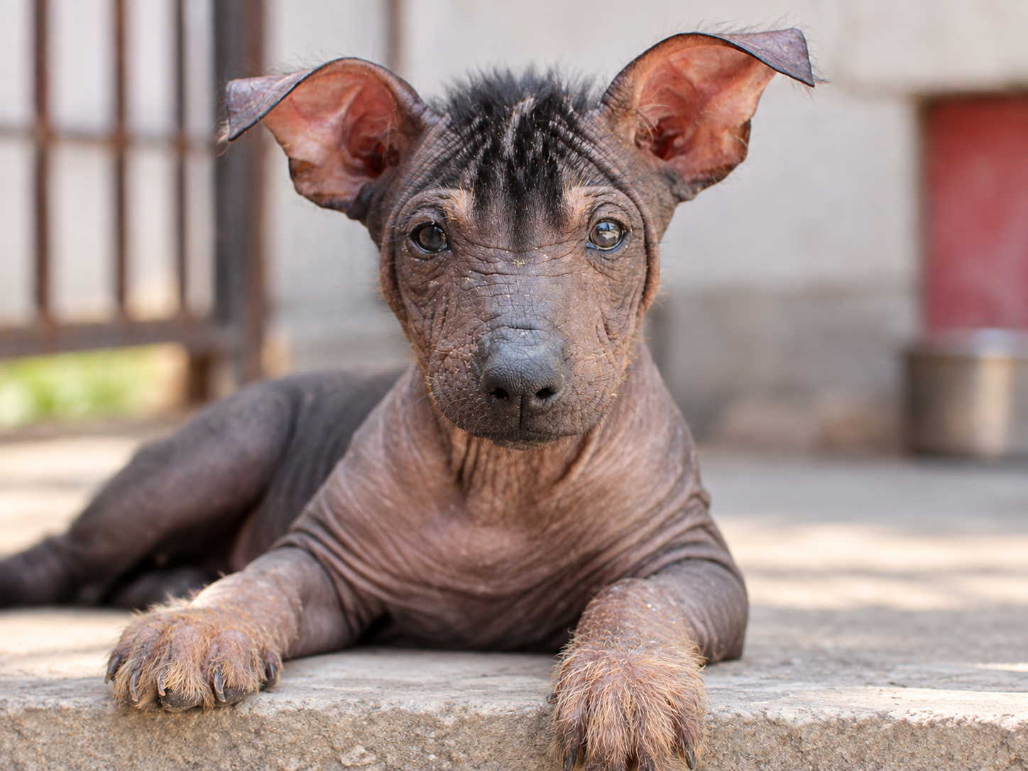 Xilonen Ramírez, cachorra xoloitzcuintle miniatura sin pelo