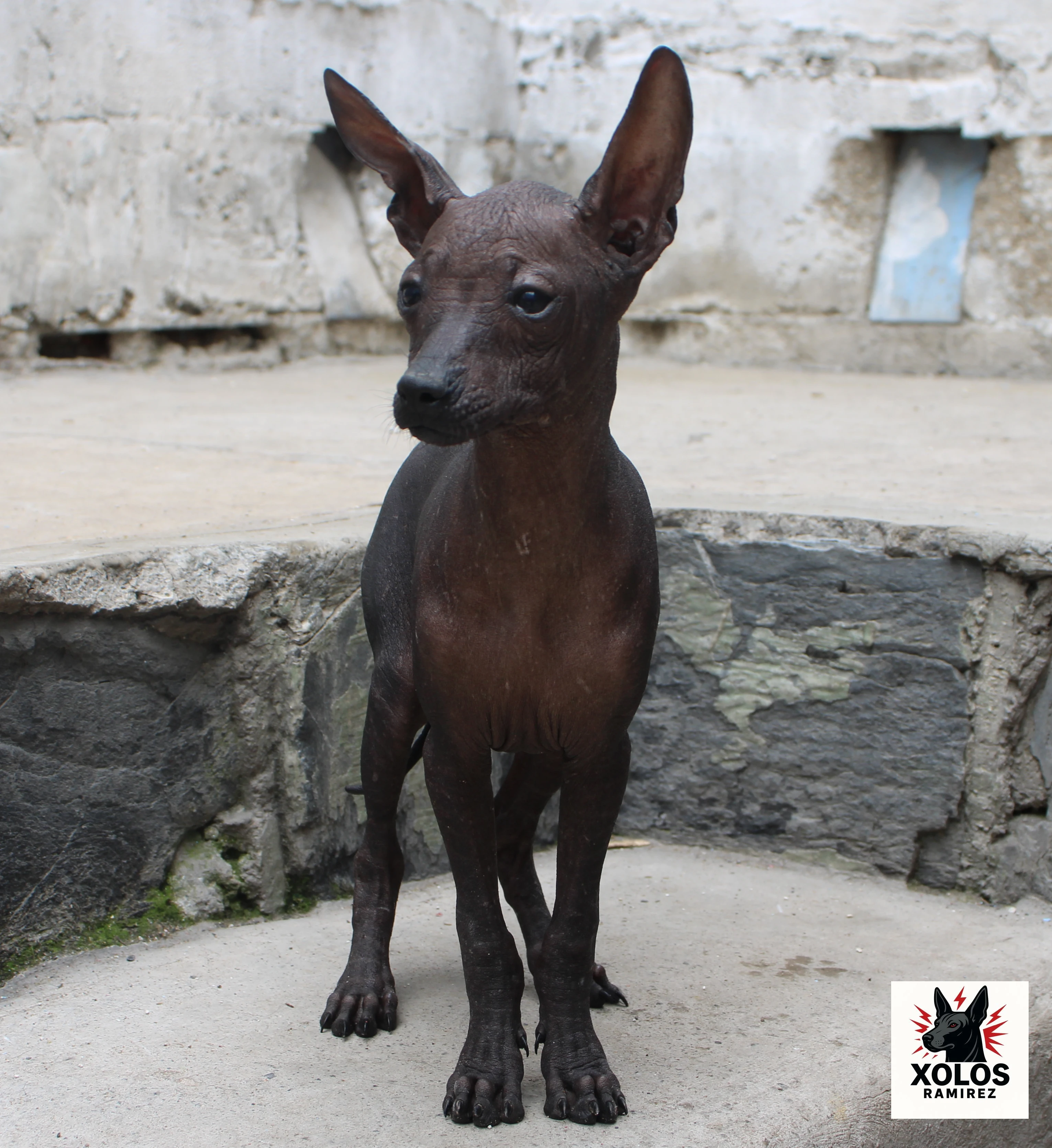 Xilonen Ramírez, hairless Xoloitzcuintli puppy, lying in the sun, looking to one side