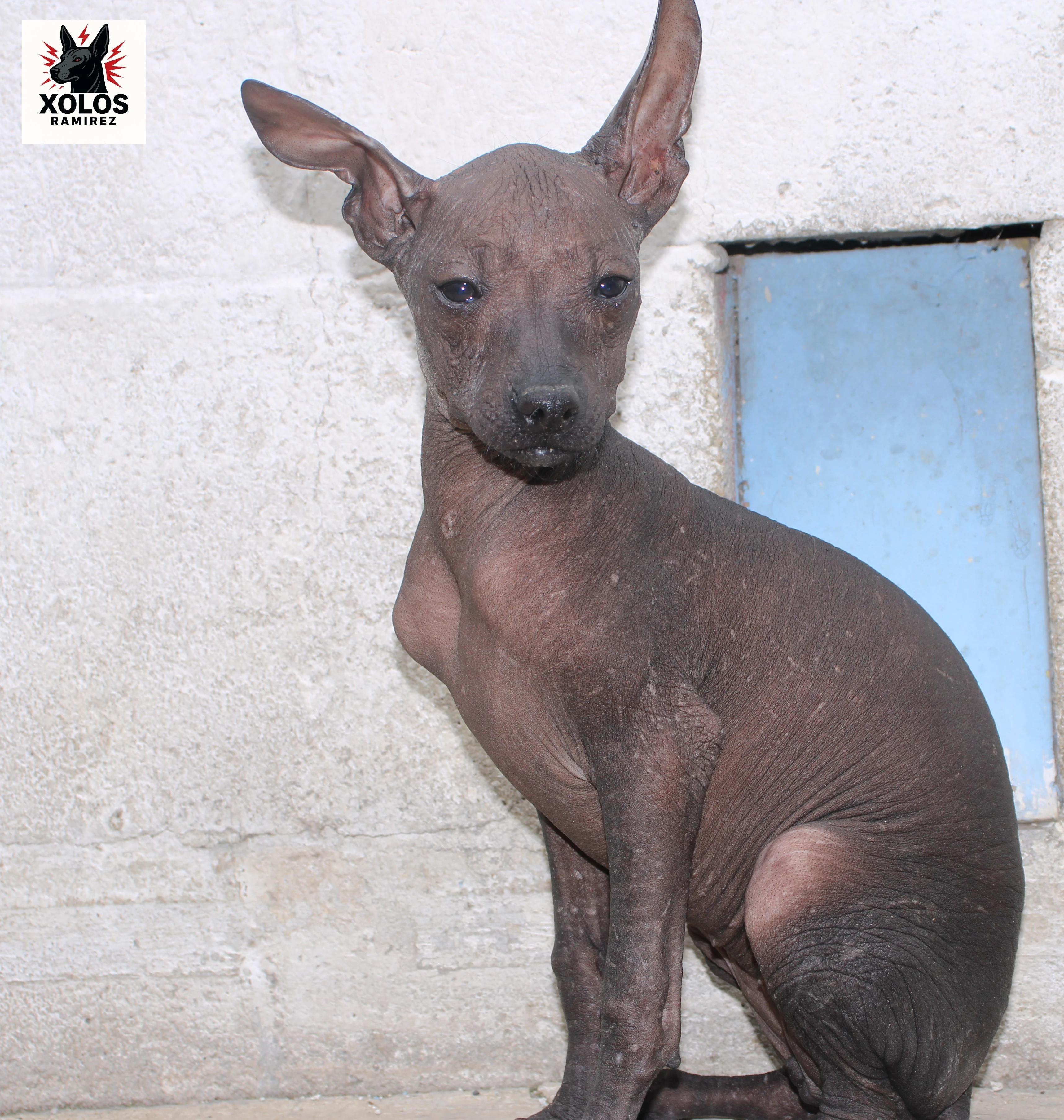 Xilonen Ramírez, hairless Xoloitzcuintli puppy, in the sun, viewed from the front