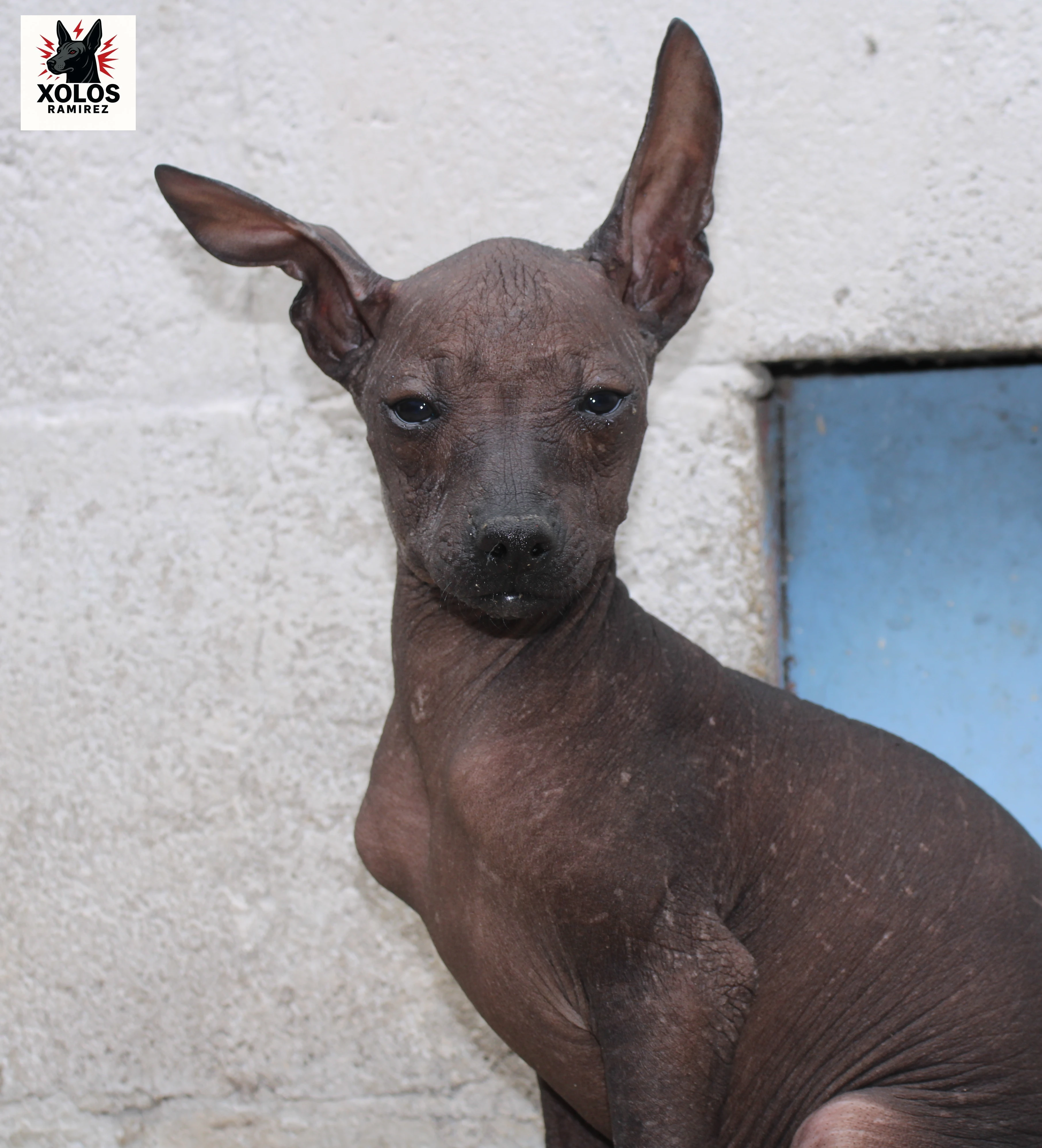 Xilonen Ramírez, cachorra xoloitzcuintle miniatura sin pelo