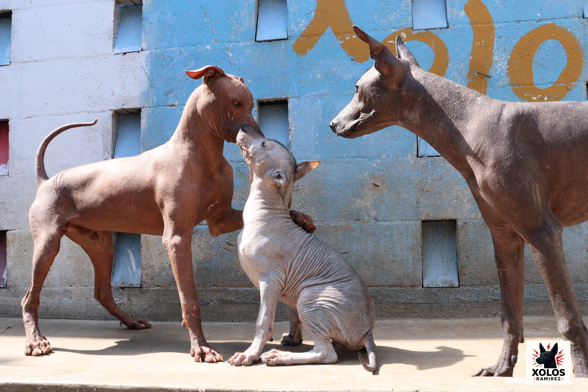 Xoloitzcuintle Xochimani Ramirez