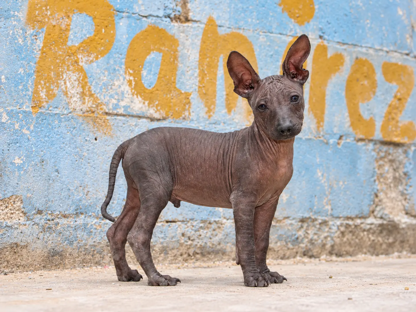 Retrato de Iztli Ramirez, cachorro xoloitzcuintle macho sin pelo de color oscuro, mostrando sus grandes orejas y la textura natural de su piel
