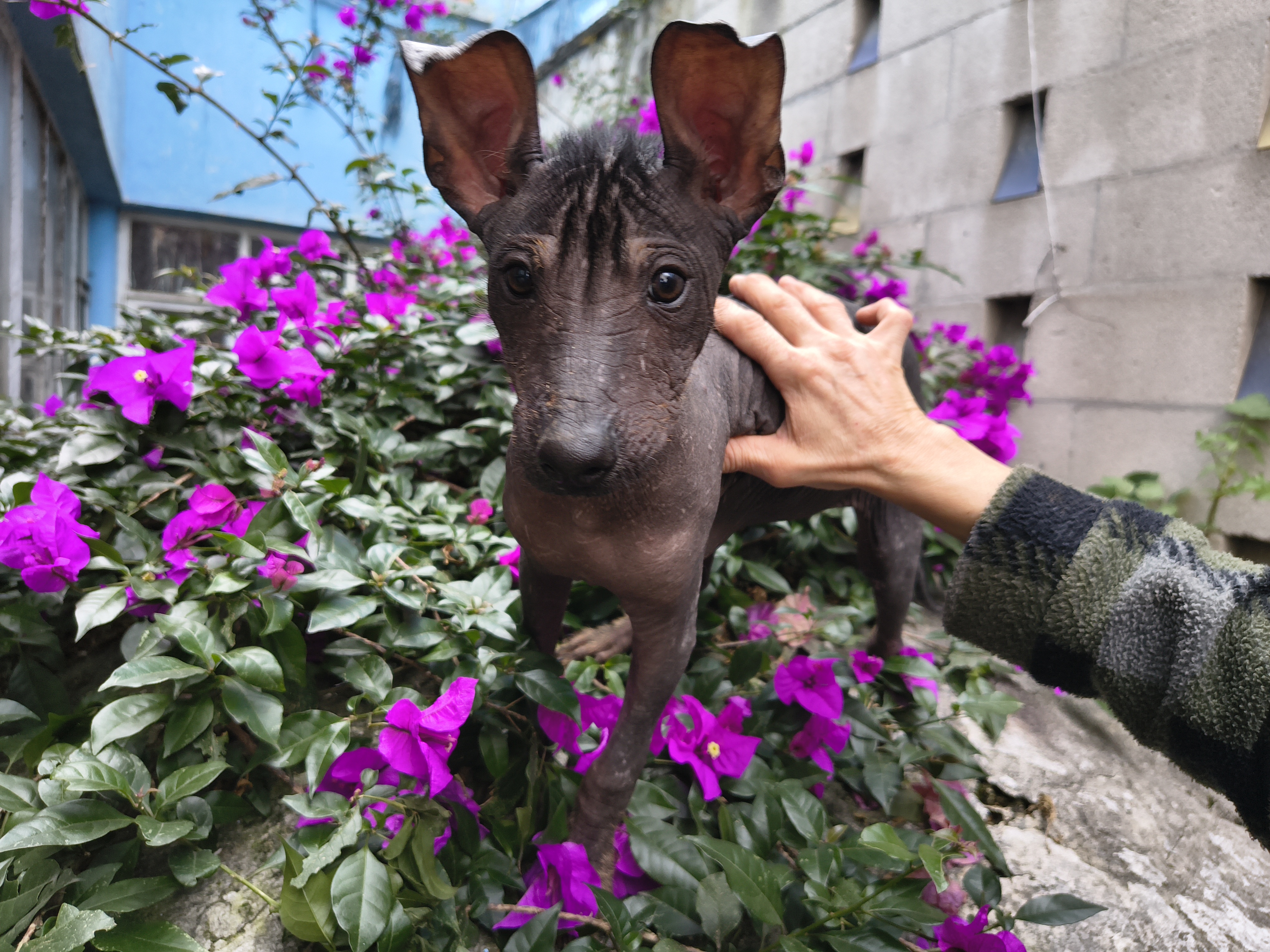 Xilonen Ramírez, cachorra xoloitzcuintle miniatura sin pelo