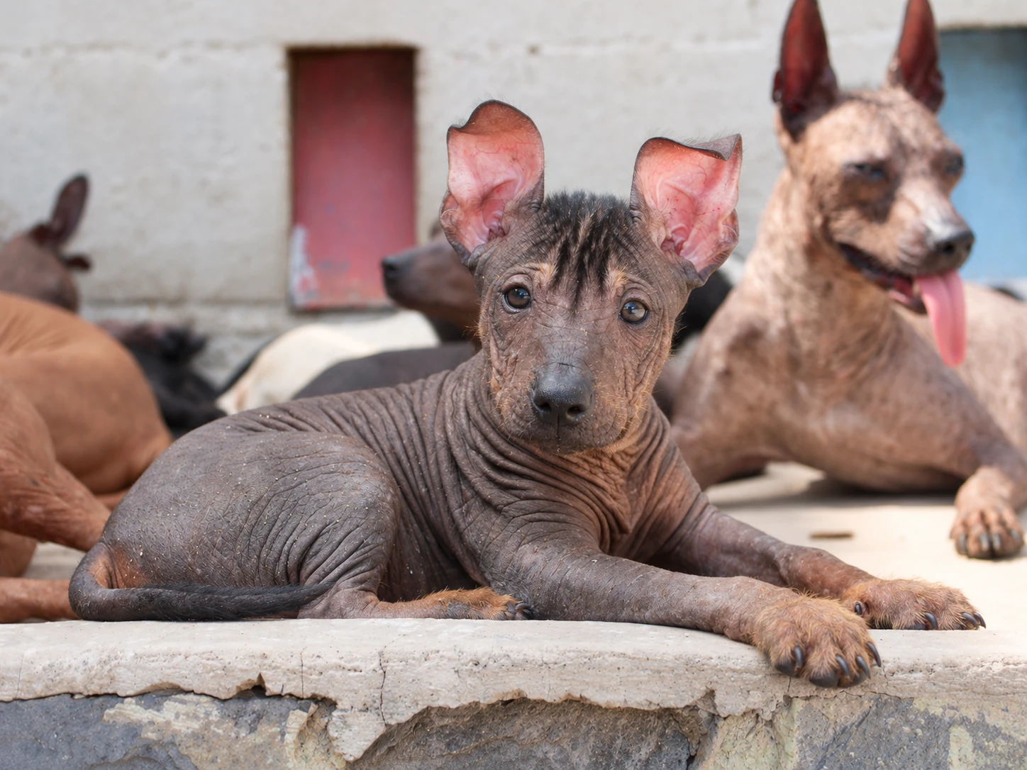 Tlilxóchitl Ramírez, xoloitzcuintle sin pelo de color oscuro, acostada y mirando directamente a cámara junto a otros xolos
