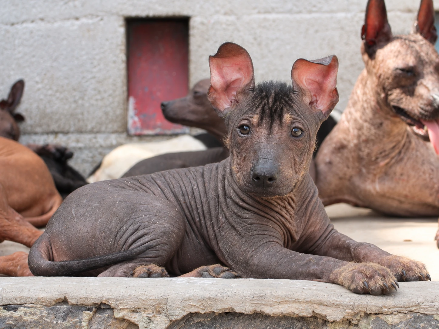 Tlilxóchitl Ramírez, xoloitzcuintle sin pelo de color oscuro, acostada en primer plano y mirando a cámara