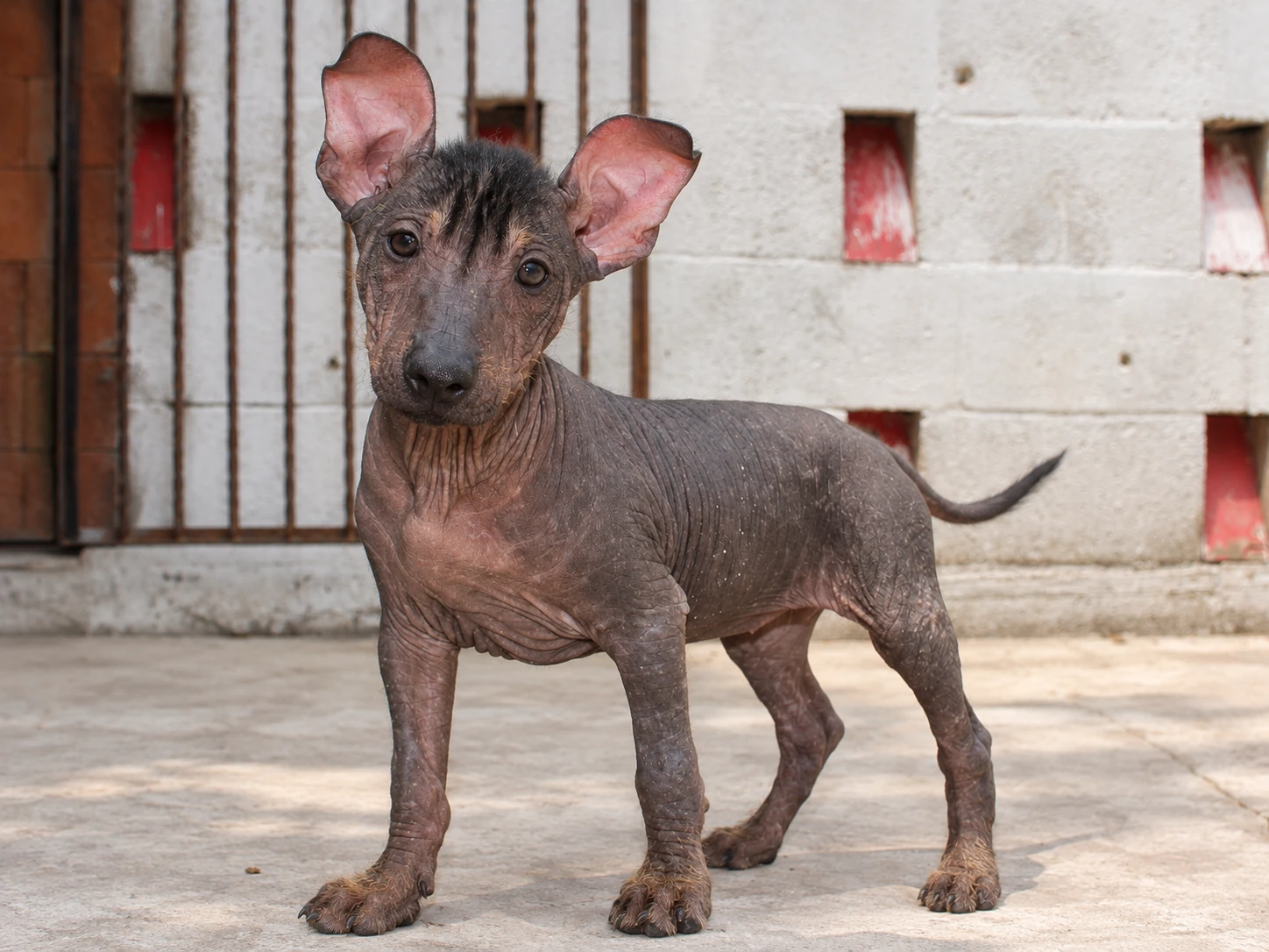 Tlilxóchitl Ramírez, xoloitzcuintle sin pelo de color oscuro, fotografiada de cuerpo completo de pie y mirando a cámara