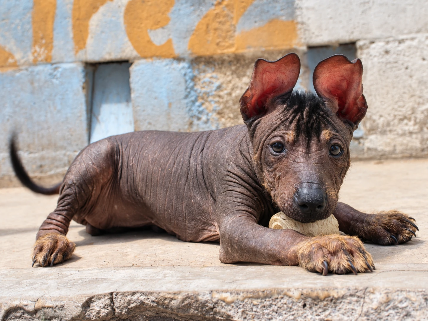 Tlilxóchitl Ramírez, xoloitzcuintle sin pelo de color oscuro, acostada junto a un juguete frente a un muro azul y ocre