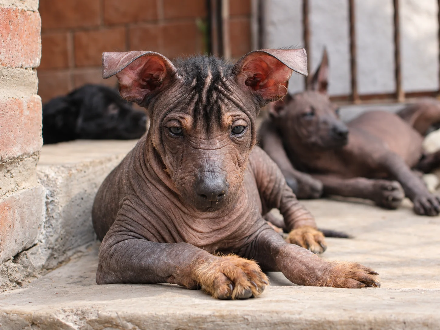 Tlilxóchitl Ramírez, xoloitzcuintle sin pelo de color oscuro, acostada de frente con las patas delanteras extendidas