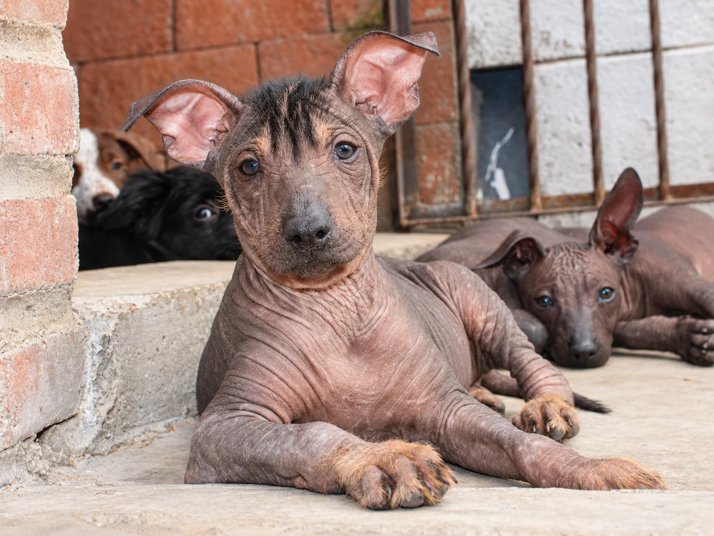 Tlilxóchitl Ramírez, xoloitzcuintle sin pelo de color oscuro, acostada y mirando directamente a cámara en Xolos Ramírez
