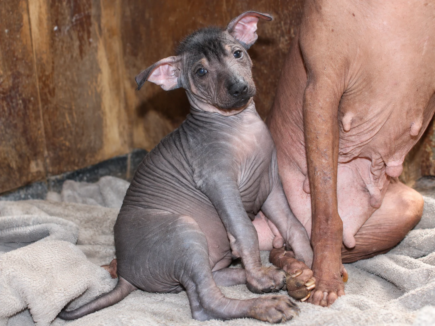 Tlilxóchitl Ramírez, cachorra xoloitzcuintle sin pelo de color oscuro, fotografiada sentada junto a su madre en Xolos Ramírez