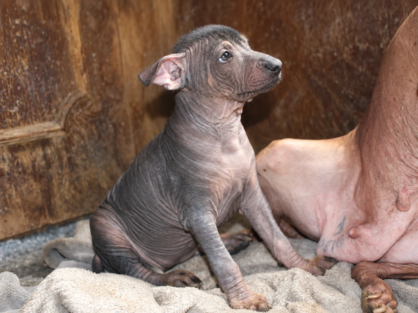 Tlilxóchitl Ramírez, cachorra xoloitzcuintle sin pelo de color oscuro, sentada y mirando hacia arriba de perfil en Xolos Ramírez