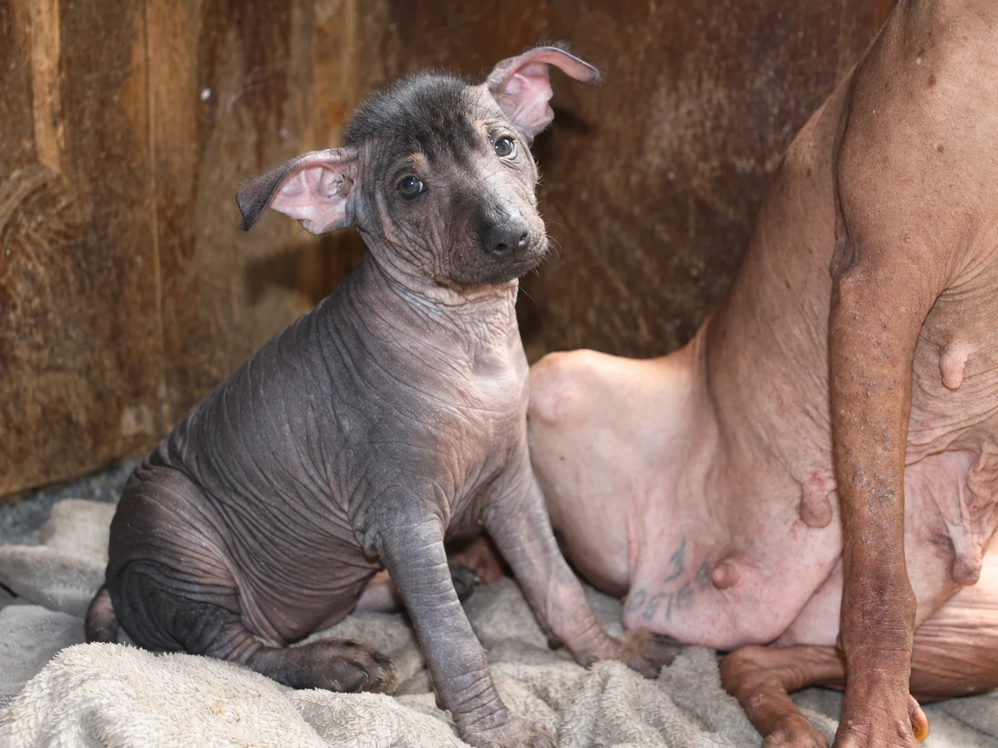 Tlilxóchitl Ramírez, cachorra xoloitzcuintle sin pelo de color oscuro, sentada y mirando a cámara junto a su madre en Xolos Ramírez