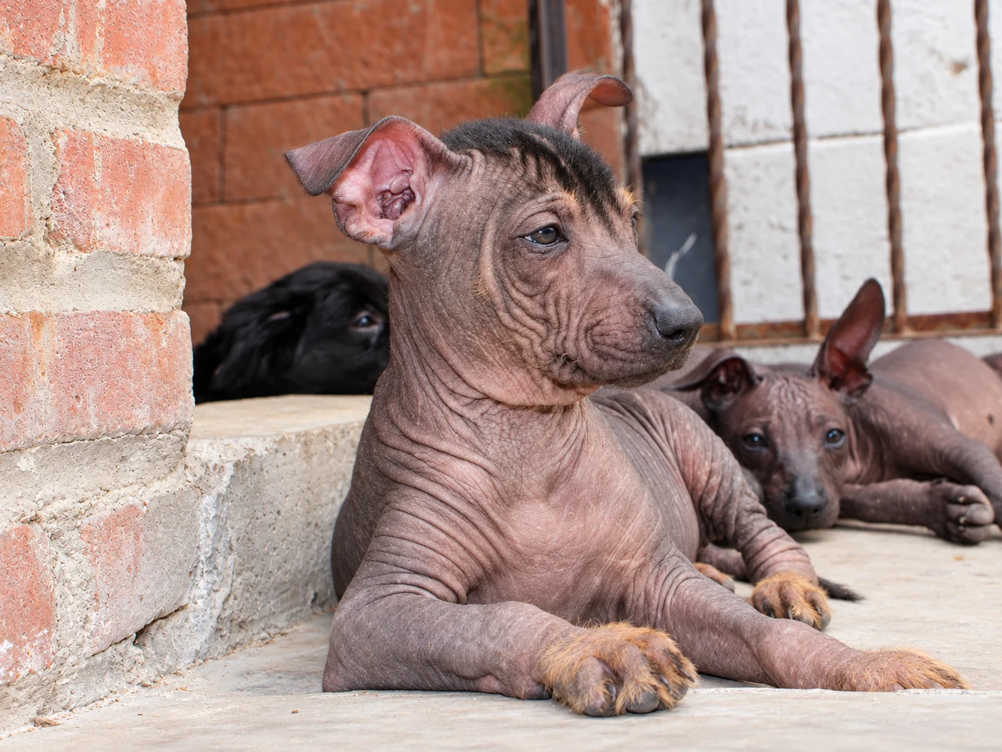 Tlilxóchitl Ramírez, xoloitzcuintle sin pelo de color oscuro, fotografiada acostada en tres cuartos mirando hacia un costado