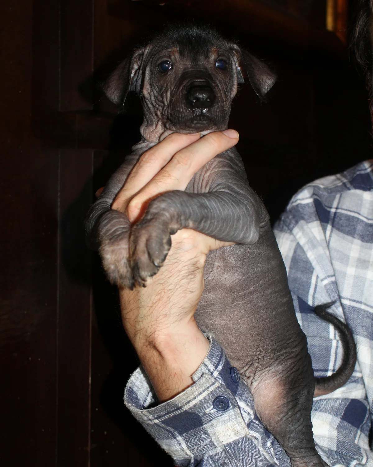 Tlilxóchitl Ramírez, cachorra xoloitzcuintle de talla intermedia, sostenida durante la grabación de Trivia Xoloitzcuintle