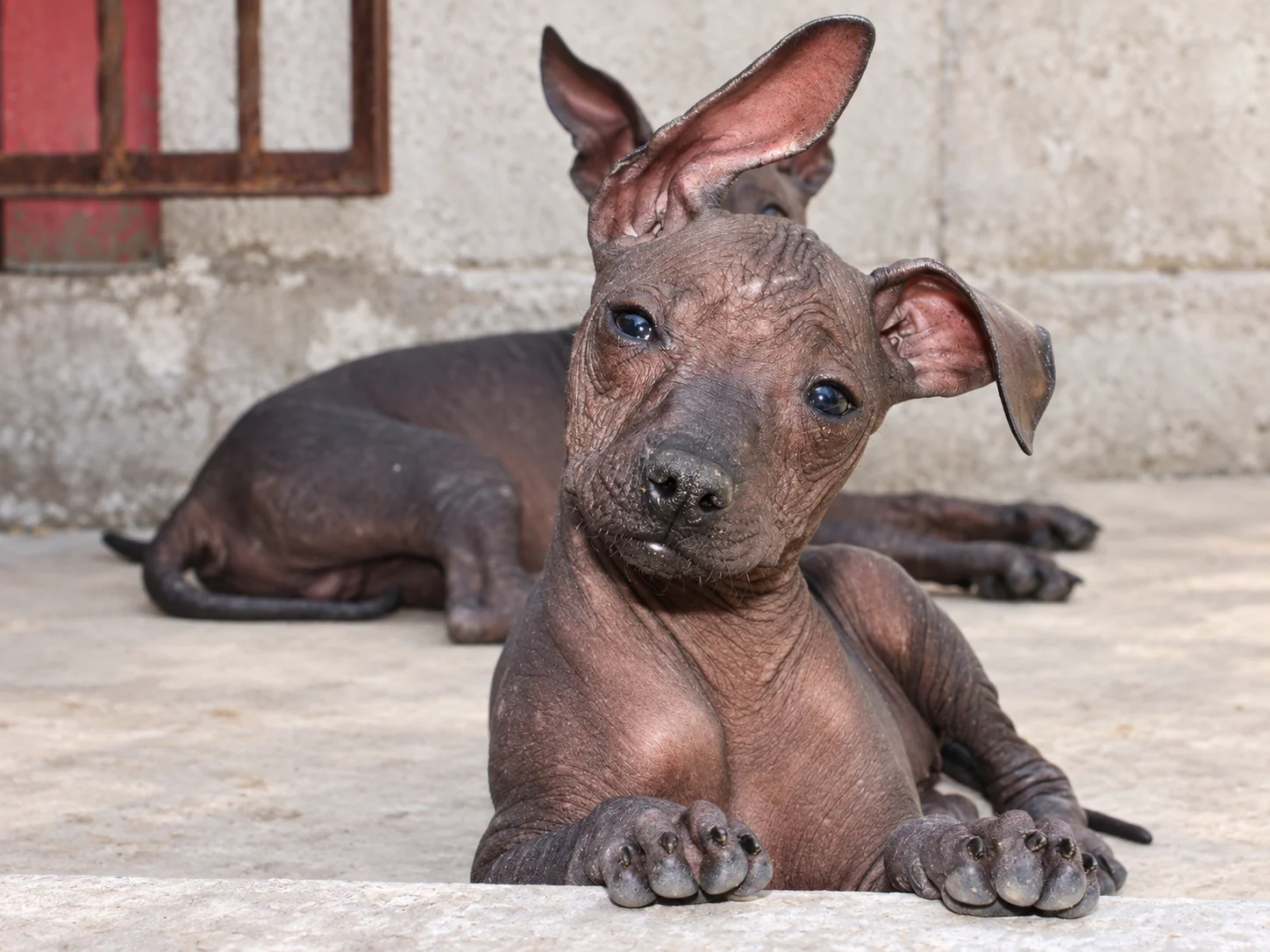 Xilonen Ramírez, cachorra xoloitzcuintle sin pelo, en primer plano, con la cabeza inclinada