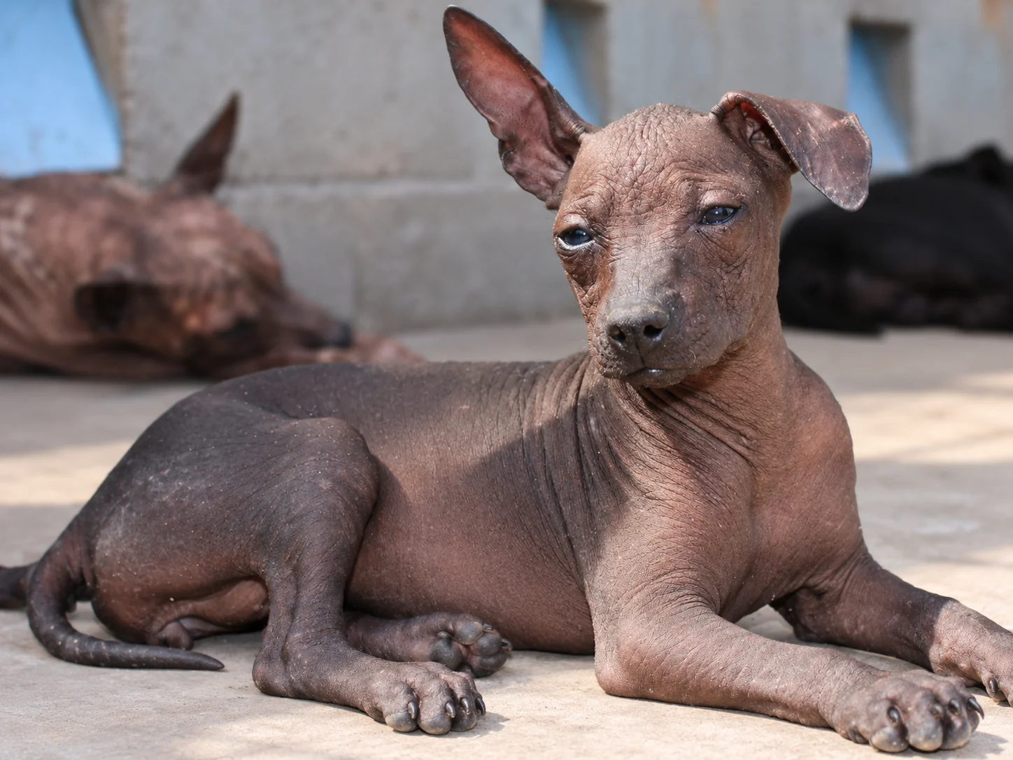 Xilonen Ramírez, cachorra xoloitzcuintle sin pelo, recostada al sol, mirando hacia un lado