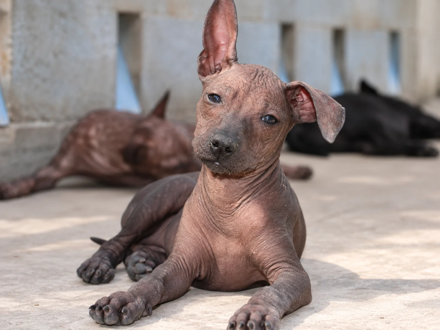 Xilonen Ramírez, cachorra xoloitzcuintle sin pelo, bajo el sol, vista de frente