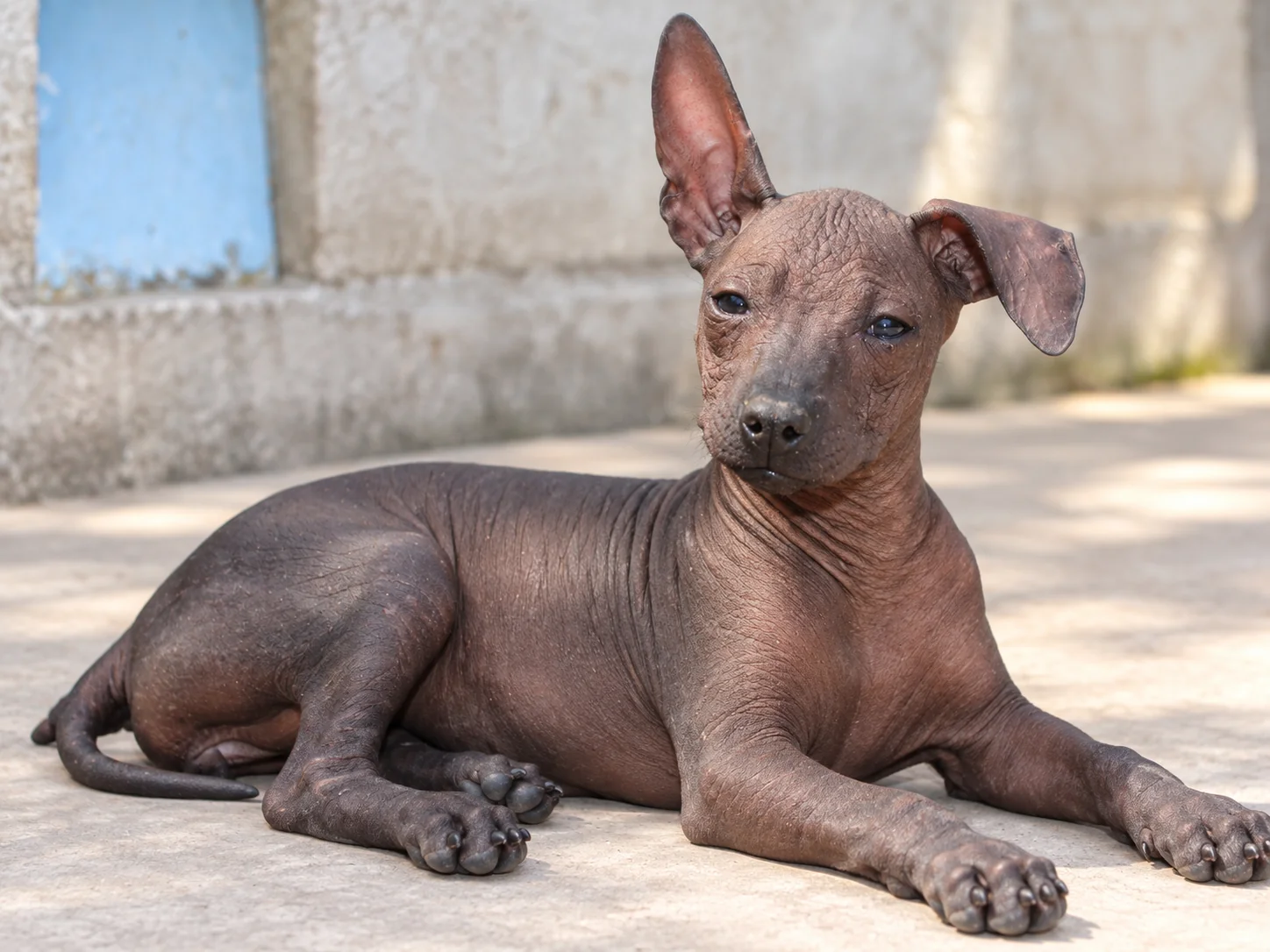 Xilonen Ramírez, cachorra xoloitzcuintle sin pelo, recostada bajo luz natural
