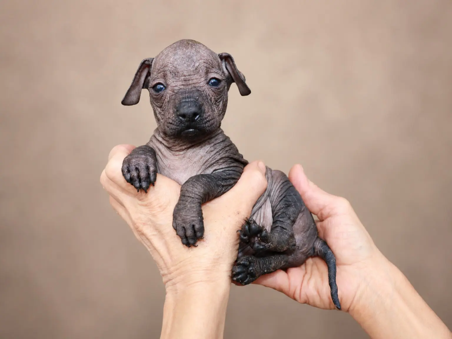 Xilonen Ramírez, xoloitzcuintle miniatura hembra de pie