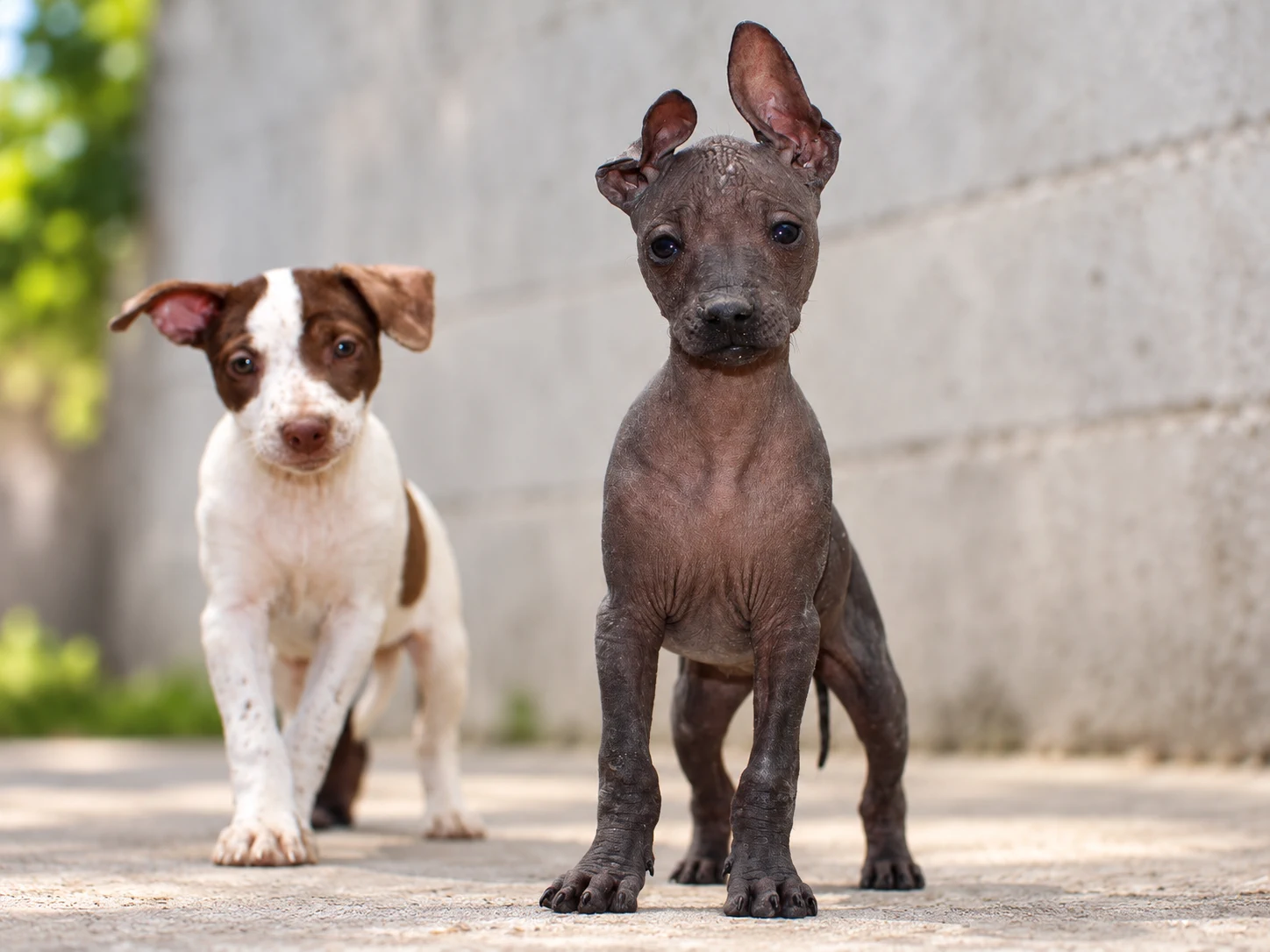 Xilonen Ramírez, xoloitzcuintle miniatura sin pelo de color oscuro, fotografiada de frente junto a un cachorro blanco con manchas cafés