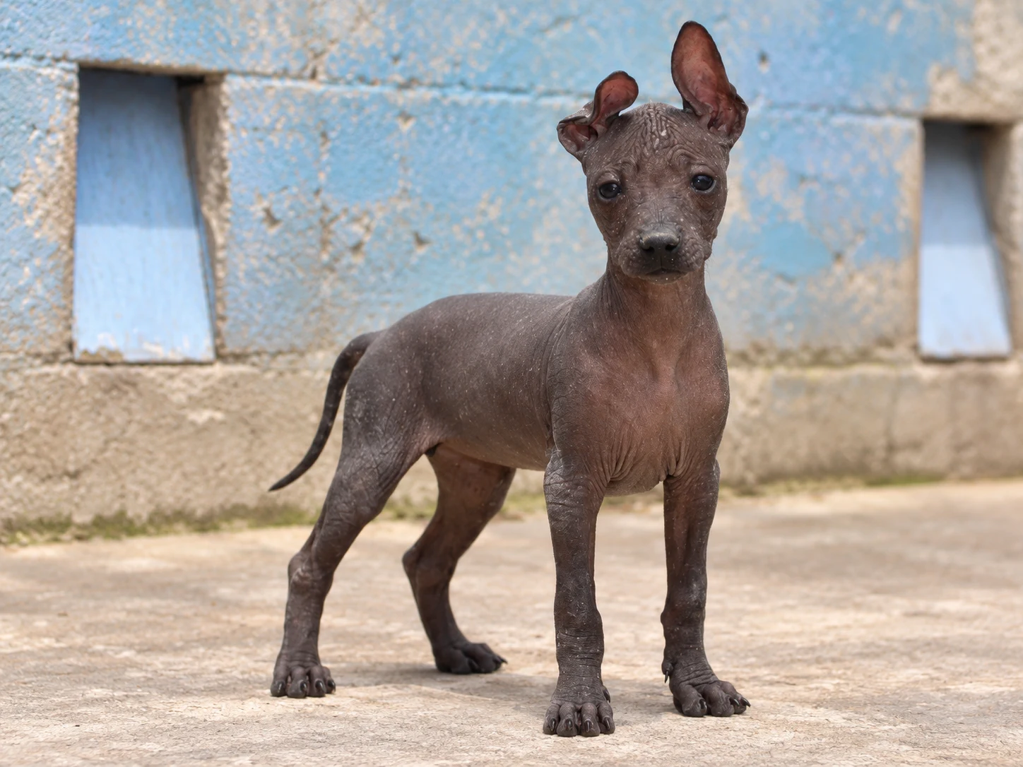 Xilonen Ramírez, cachorra Xoloitzcuintle miniatura sin pelo disponible en Xolos Ramírez