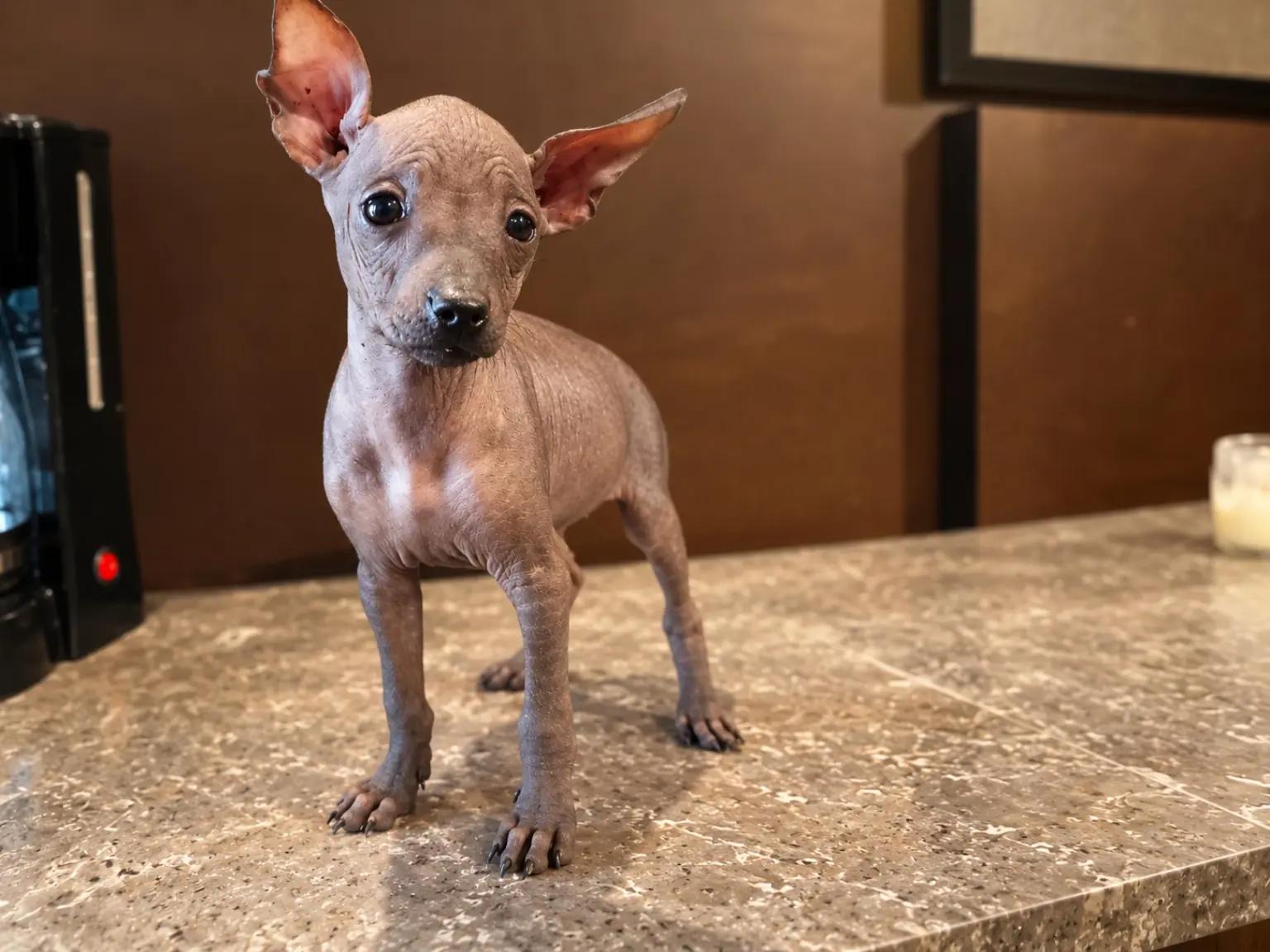 Xilonen Ramírez, cachorra xoloitzcuintle miniatura sin pelo, de pie y ligeramente orientada hacia la cámara