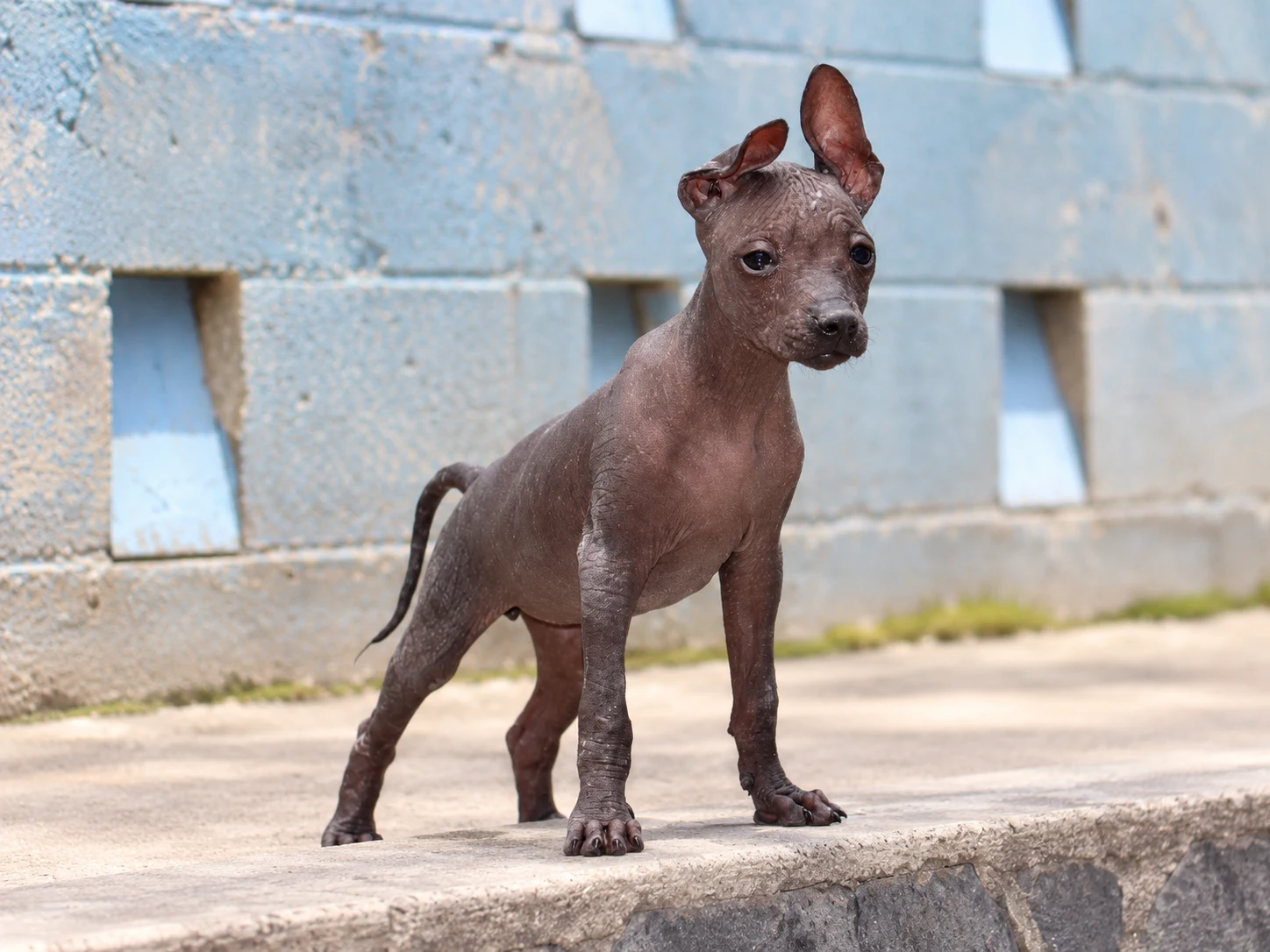 Xilonen Ramírez, xoloitzcuintle miniatura sin pelo de color oscuro, fotografiada de cuerpo completo en tres cuartos sobre el borde del patio