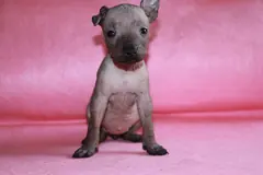 Yohualli Ramirez, cachorra xoloitzcuintle hembra recién nacida, fotografía 1