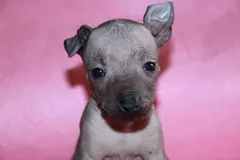 Yohualli Ramirez, cachorra xoloitzcuintle hembra recién nacida, fotografía 2